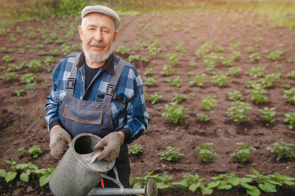 Senior elderly man with gray beard is pouring watering can in vegetable garden of plant - Фото, изображение