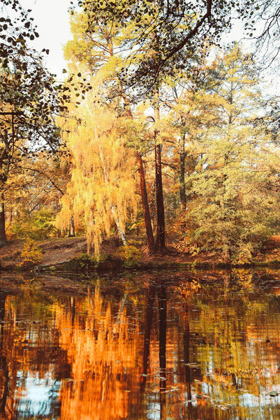 mooi herfst landschap met vallende bladeren in het meer - Foto, afbeelding