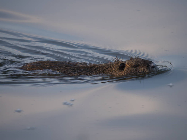 Muskrat, Ondatra zibethicus close up swimming in calm blue water in lake, golden hour sunset lighting, focus on eye - Photo, Image