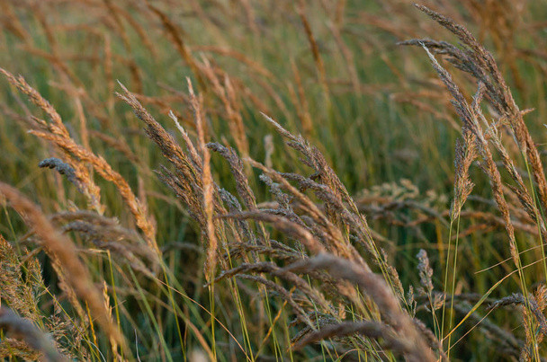 Luminose spighette chiare alla luce del sole del mattino sullo sfondo di un campo estivo di erbe selvatiche. Concentrazione morbida
 - Foto, immagini