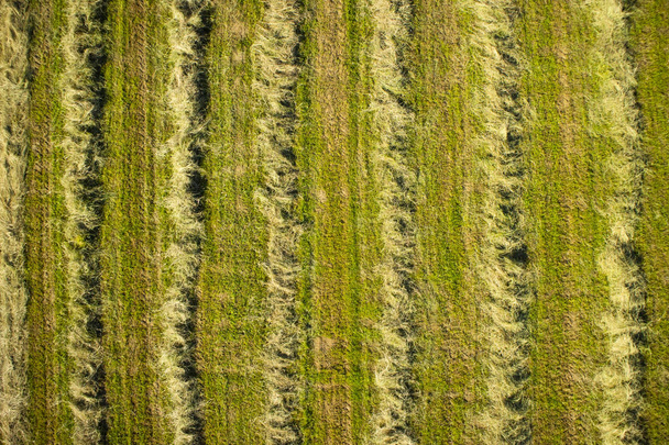 Dry the hay in the open field - Valokuva, kuva