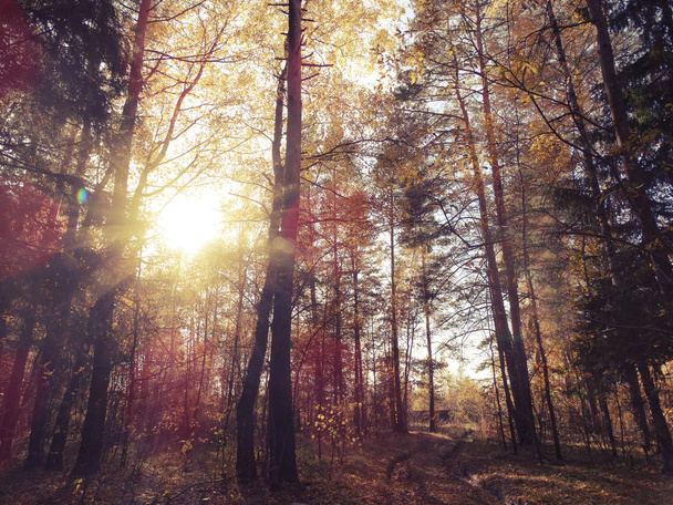 Outono floresta de fundo com carvalhos bétulas e raios de sol
 - Foto, Imagem