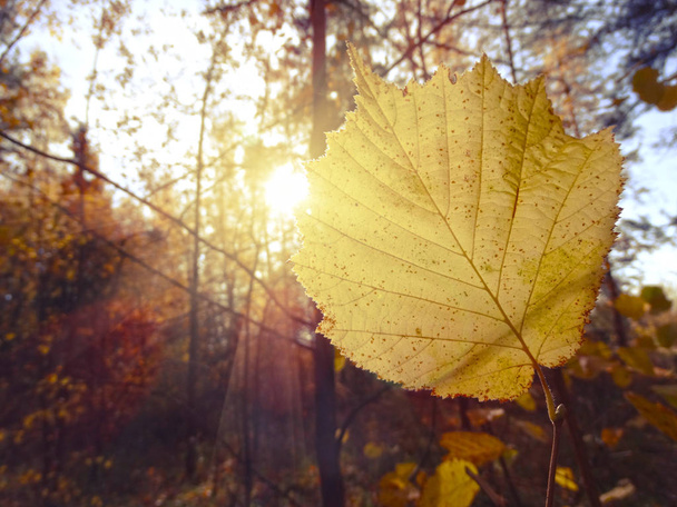 Herbst Hintergrund Wald mit Eichen Birken und sonnigen Balken - Foto, Bild