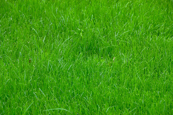 Fondo de textura de césped verde hierba - Foto, Imagen