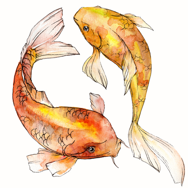 Акварельные акварельные подводные красочные тропические рыбы набор. Красное море и экзотические рыбы внутри: Золотая рыбка изолирована
. - Фото, изображение