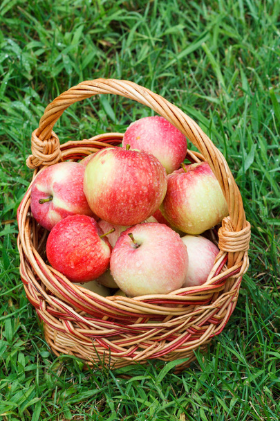 Apenas pegou maçãs em uma cesta de vime na grama verde na sarda
 - Foto, Imagem