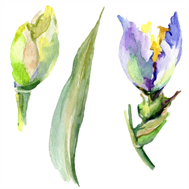 Purple yellow iris flower. Watercolor background set. Watercolour drawing aquarelle. Isolated iris illustration element. - Photo, Image