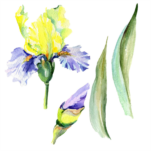 Purple yellow iris flower. Watercolor background set. Watercolour drawing aquarelle. Isolated iris illustration element. - Foto, Imagem