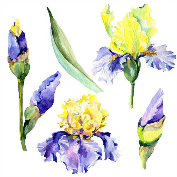 Purple yellow iris flower. Watercolor background set. Watercolour drawing aquarelle. Isolated iris illustration element. - Foto, Imagem