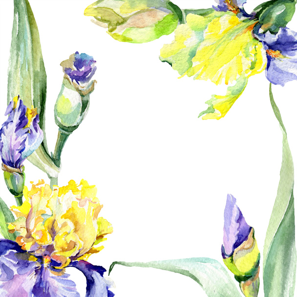 Purpurgelbe Iris. Blütenbotanische Blume. wildes Frühlingsblatt Wildblume isoliert. Aquarell Hintergrundillustration Set. Aquarell Zeichnung Mode Aquarell isoliert. - Foto, Bild