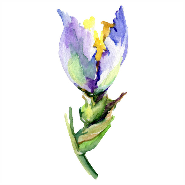 Purple yellow iris flower. Watercolor background set. Watercolour drawing aquarelle. Isolated iris illustration element. - Foto, afbeelding