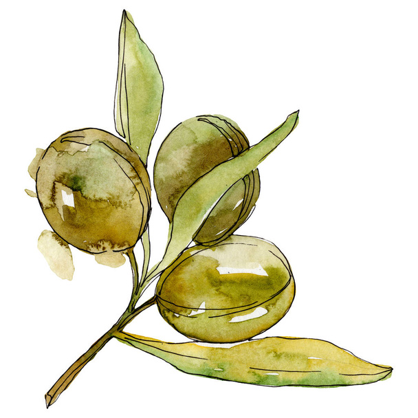 Green olives watercolor background. Watercolour drawing aquarelle. Green leaf isolated olives illustration element. - Photo, image