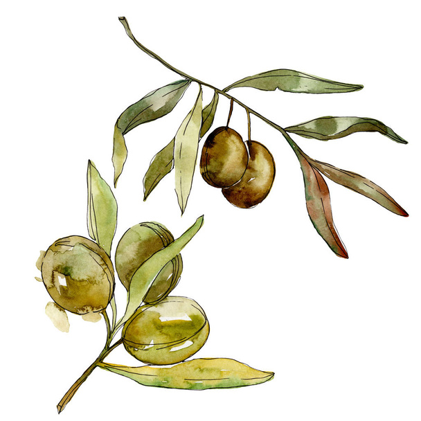 Green olives watercolor background. Watercolour drawing aquarelle. Green leaf isolated olives illustration element. - Foto, Bild