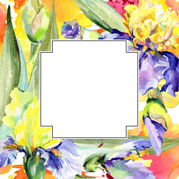 Lila sárga írisz-virág. Akvarell háttér illusztráció meg. Akvarell rajz Aquarelle. Keretszegély négyzete. - Fotó, kép