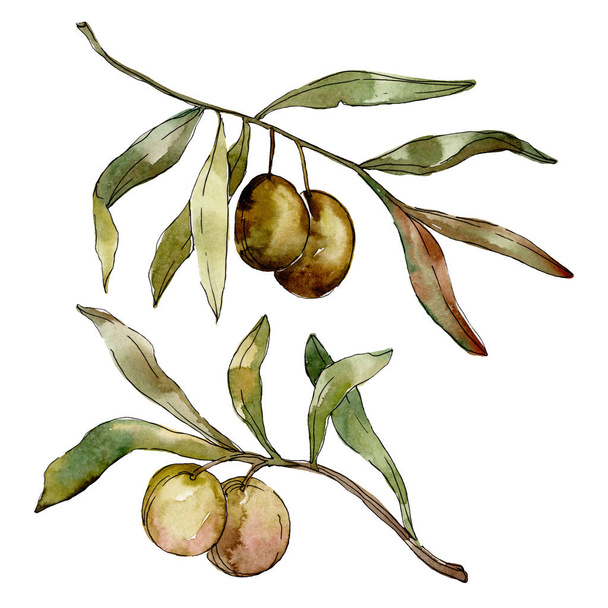 Green olives watercolor background. Watercolour drawing aquarelle. Green leaf isolated olives illustration element. - Fotoğraf, Görsel