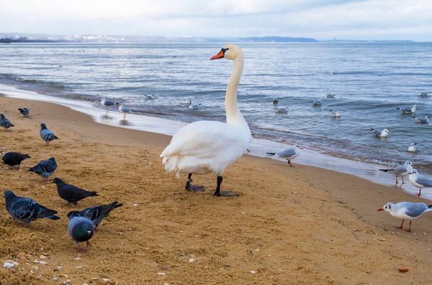 Cisnes e gaivotas na praia na costa do Mar Báltico, Polônia
 - Foto, Imagem