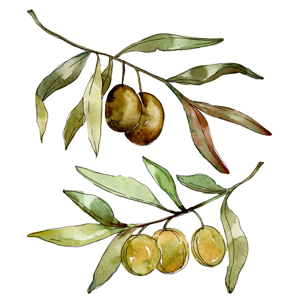 Green olives watercolor background. Watercolour drawing aquarelle. Green leaf isolated olives illustration element. - Fotografie, Obrázek