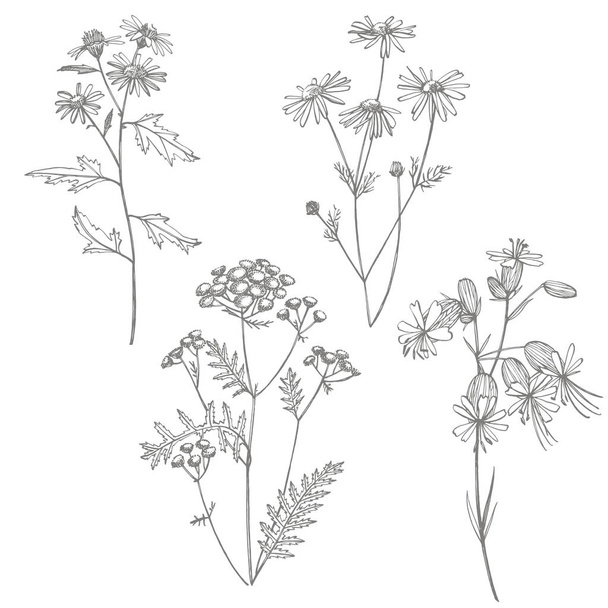 Collection of hand drawn flowers and herbs. Botanical plant illustration. Vintage medicinal herbs sketch set of ink hand drawn medical herbs and plants sketch. - Foto, imagen