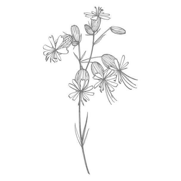Bladder campion flowers. Set of drawing cornflowers, floral elements, hand drawn botanical illustration. Good for cosmetics, medicine, treating, aromatherapy, nursing, package design, field bouquet - Фото, изображение
