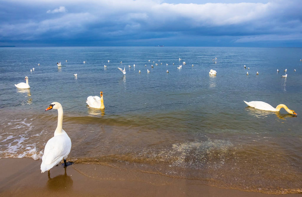 Łabędzie na plaży na wybrzeżu Morza Bałtyckiego, Polska - Zdjęcie, obraz