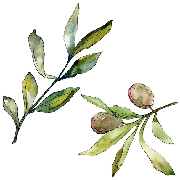 Black olives watercolor background set. Watercolour drawing fashion aquarelle. Isolated olives illustration element. - Foto, Bild