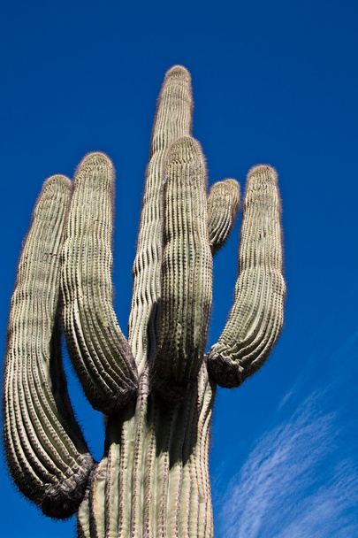 Saguaro Cactus - Photo, Image