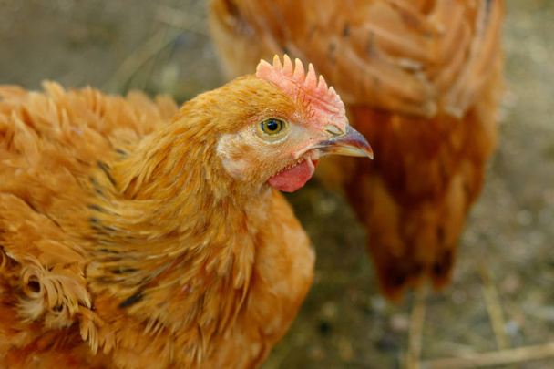 schöne Hühner im Hof eines Dorfhauses oder auf dem  - Foto, Bild