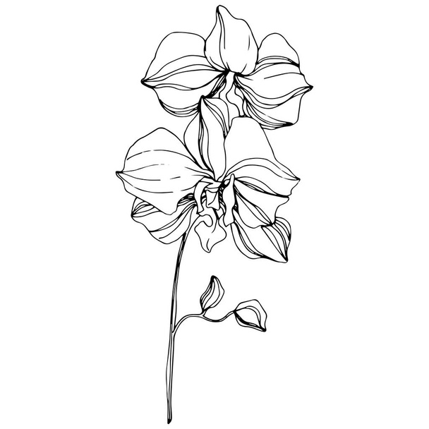 Vector Orchid floral botanical flower. Black and white engraved ink art. Isolated orchid illustration element. - Vector, Image