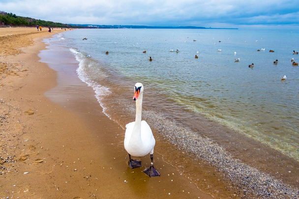 Cisnes na praia na costa do Mar Báltico, Polônia
 - Foto, Imagem