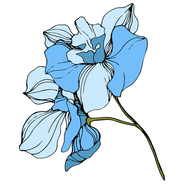 Orquídea Vector Azul. Flor botánica floral. Arte de tinta grabada. Elemento de ilustración de orquídea aislada
. - Vector, imagen