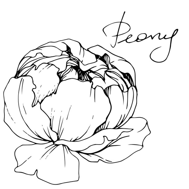 Vector Peony floral botanical flower. Black and white engraved ink art. Isolated peony illustration element. - Vektor, obrázek