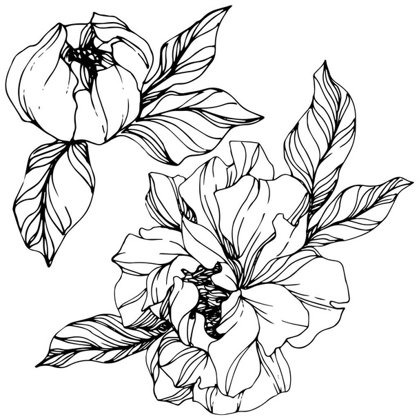 Vector Peony floral botanical flower. Black and white engraved ink art. Isolated peony illustration element. - ベクター画像