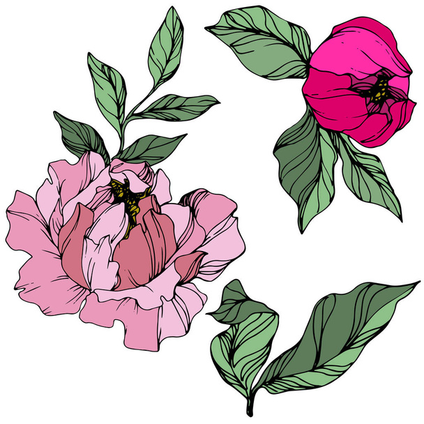 Vector Pink peony. Floral botanical flower. Engraved ink art. Isolated peony illustration element. - Vektör, Görsel