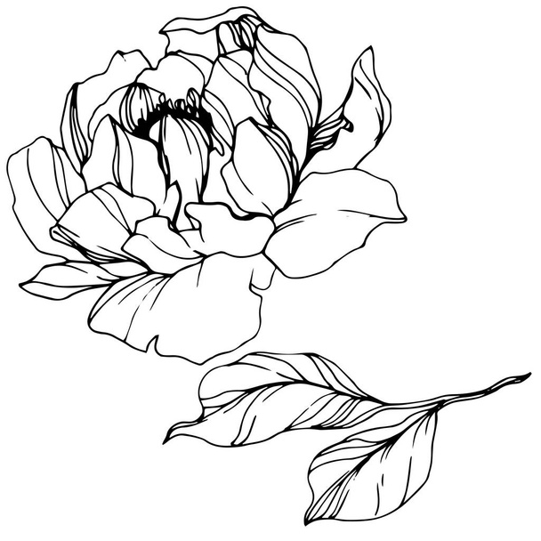 Vector Peony floral botanical flower. Black and white engraved ink art. Isolated peony illustration element. - Vektor, Bild