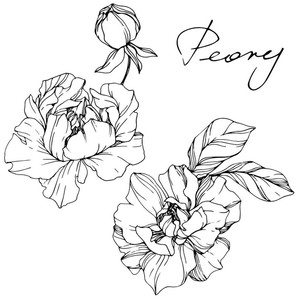 Vector Peony floral botanical flower. Black and white engraved ink art. Isolated peony illustration element. - Vektor, kép