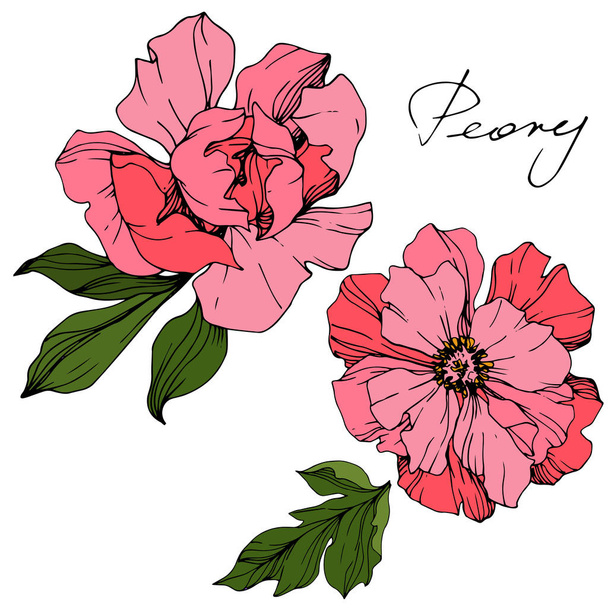 Vector Pink peony. Floral botanical flower. Engraved ink art. Isolated peony illustration element. - Vector, Image