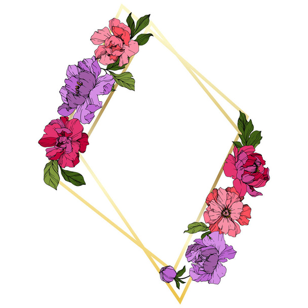 Vector Pink and purple peony. Floral botanical flower. Engraved ink art. Frame border ornament square. - Vektor, Bild