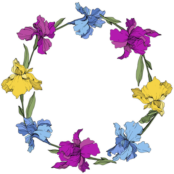 Vektor violette, blaue und gelbe Iris. Blütenbotanische Blume. wildes Frühlingsblatt Wildblume isoliert. Rahmen Rand Ornament Quadrat. - Vektor, Bild