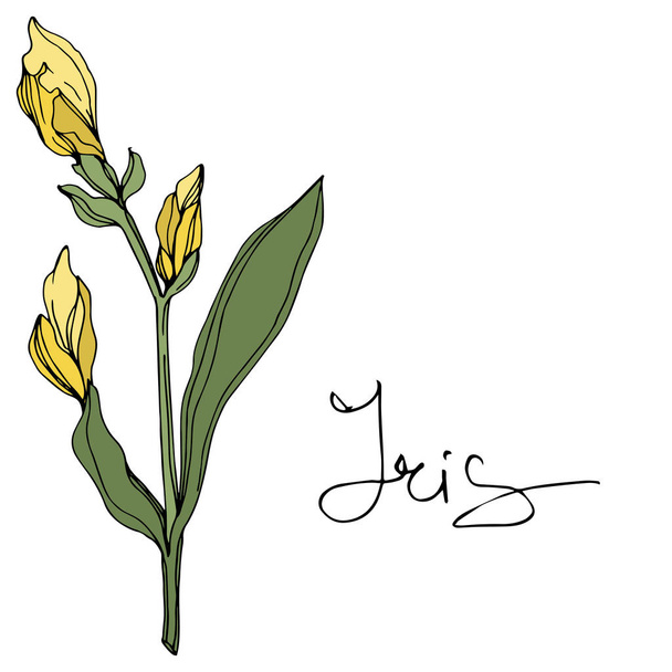 Vector Yellow iris. Floral botanical flower. Wild spring leaf wildflower. Engraved ink art. Isolated iris illustration element. - Vettoriali, immagini