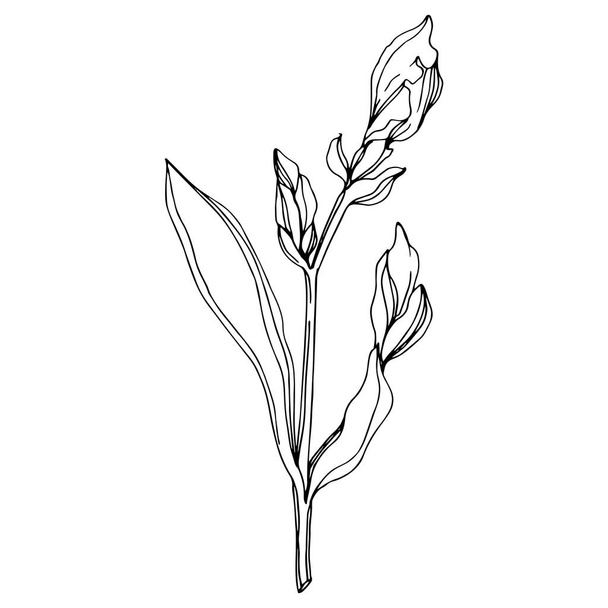 Векторный цветочный ботанический цветок Ирис. Дикий весенний цветок изолирован. Черно-белый рисунок чернил. Изолированный элемент иллюстрации радужки
. - Вектор,изображение