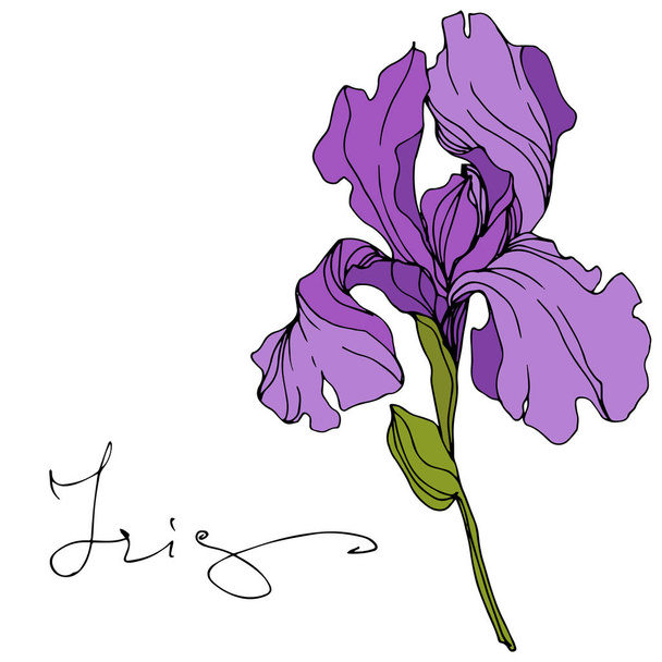Vector Purple iris floral botanical flower. Engraved ink art. Isolated iris illustration element. - Vektor, obrázek
