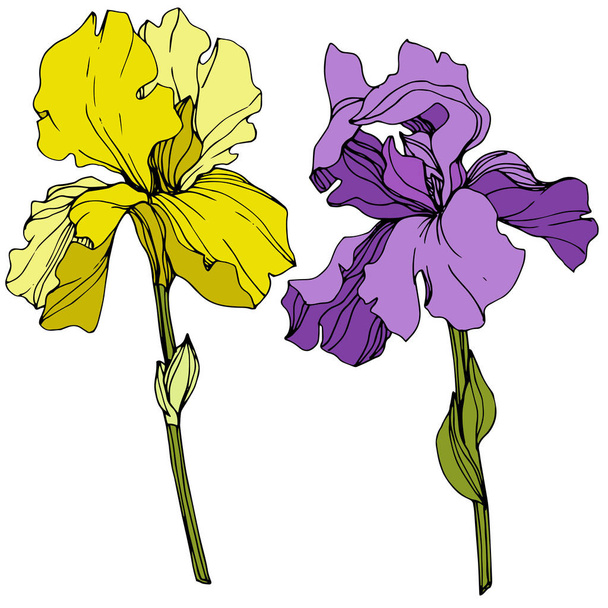 Διάνυσμα μωβ και κίτρινη ίριδα floral βοτανικό λουλούδι. Χαραγμένη τέχνη μελανιού. Μεμονωμένο στοιχείο απεικόνισης ίριδας. - Διάνυσμα, εικόνα