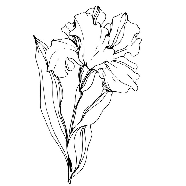 Vector Iris flor botánica floral. Tinta grabada en blanco y negro. Elemento de ilustración de iris aislado
. - Vector, Imagen