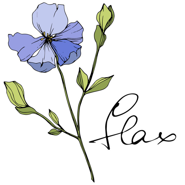 Vector Blue flax floral botanical flower. Wild spring leaf wildflower. Engraved ink art. Isolated flax illustration element. - Vettoriali, immagini