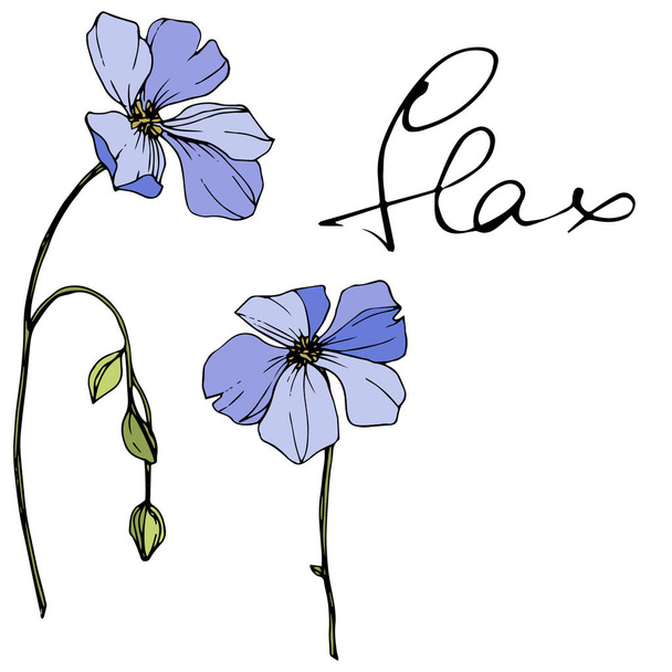 Vector Blue flax floral botanical flower. Wild spring leaf wildflower. Engraved ink art. Isolated flax illustration element. - Vettoriali, immagini