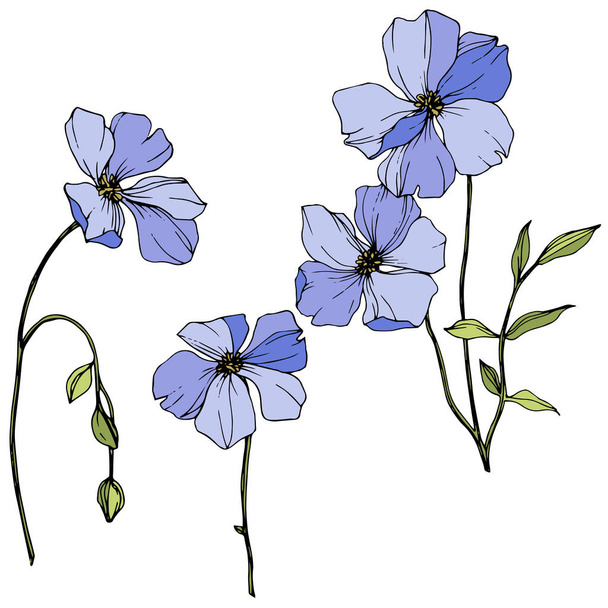Vector Blue flax floral botanical flower. Wild spring leaf wildflower. Engraved ink art. Isolated flax illustration element. - Вектор,изображение
