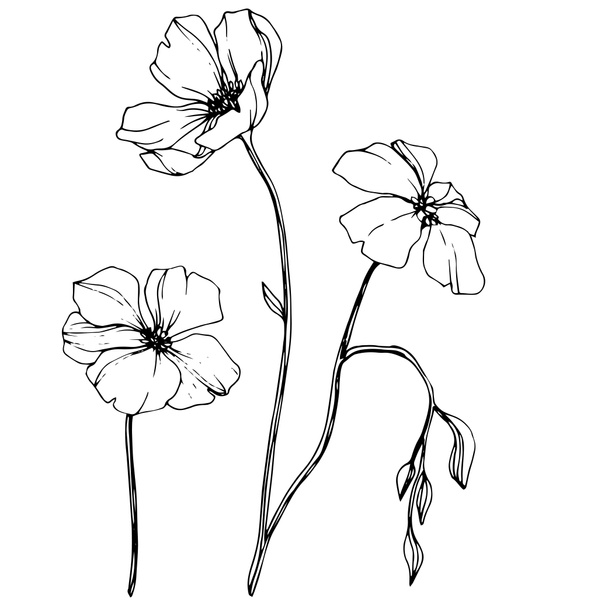 Vektor Flachs florale botanische Blume. Schwarz-weiß gestochene Tuschekunst. isoliertes Flachs-Illustrationselement. - Vektor, Bild