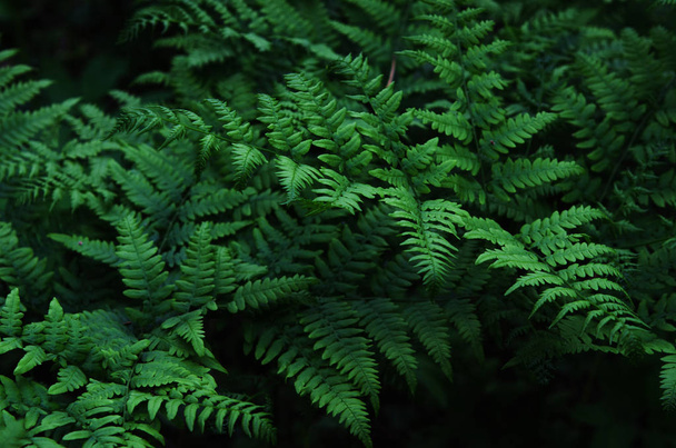 Natural green leaves fern in the forest. - Image - Photo, Image