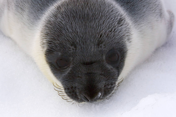 Encapuzado filhote de foca
 - Foto, Imagem