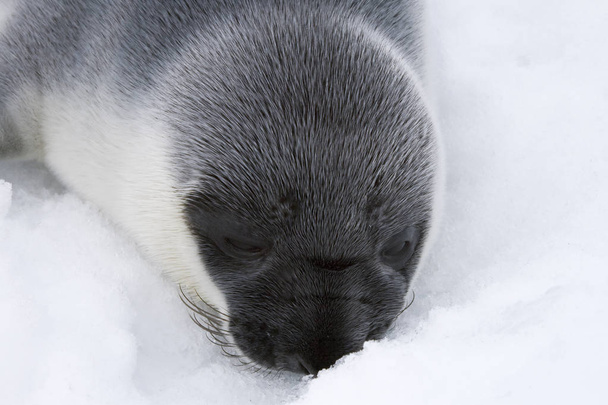 Cachorro de foca con capucha
 - Foto, imagen